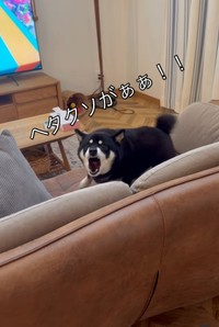 歯をむき出しにして勢いよく吠え始める黒豆柴が話題に（パパさん提供、Instagramよりキャプチャ撮影）