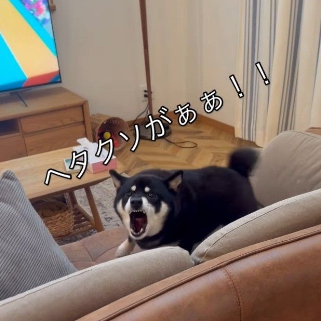 歯をむき出しにして勢いよく吠え始める黒豆柴が話題に（パパさん提供、Instagramよりキャプチャ撮影）