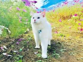 一緒にいろんな景色を見ようね　ラガマフィンの「マフィン」