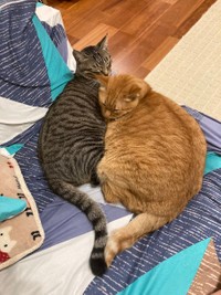 仲良く寄り添う、すずくんとつむぎくん（画像提供：かぎしっぽすず&つむぎさん）