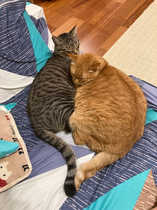 仲良く寄り添う、すずくんとつむぎくん（画像提供：かぎしっぽすず&つむぎさん）