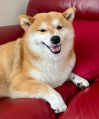 にっこり笑顔がキュートなあずきちゃん（画像提供：林さん）