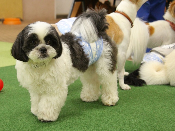 次は何をしようかな、犬が考えます