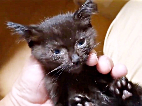 保護時、ひどく衰弱していたキキさん（画像提供：三田尻さん）