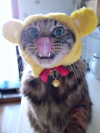 ペロッと舌を出したキュートなたまちゃん（画像提供：ハナちゃん）