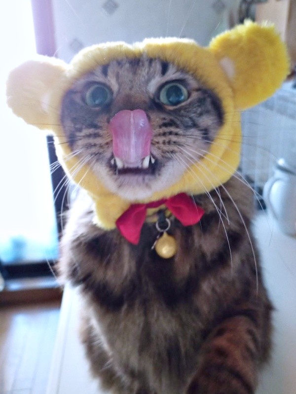 ペロッと舌を出したキュートなたまちゃん（画像提供：ハナちゃん）