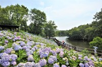 国営讃岐まんのう公園であじさいまつり　6日から　6月中旬から見頃　香川・まんのう町