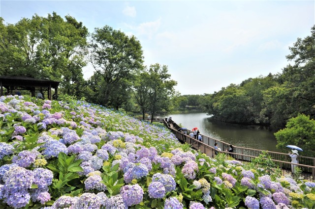 国営讃岐まんのう公園であじさいまつり　6日から　6月中旬から見頃　香川・まんのう町