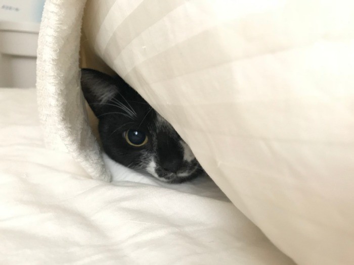 こぐま、冬眠の準備中？