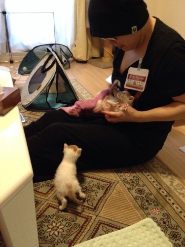 岡山の友人宅でタマゴとチクワを抱いた時。猫ハッピーさんは抗がん剤治療中で今より痩せて、毛も抜けていた（猫ハッピーさん提供）