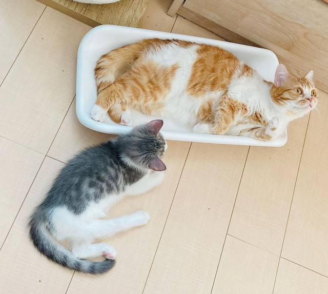 そこにあたしも入りたいんだけど・・・（茶白の猫はナッツちゃん）