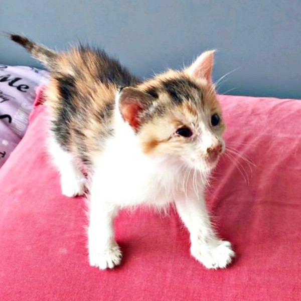 保護から4日、寝たきりだった状態から動き出したサラちゃん（画像提供：にゃさん）