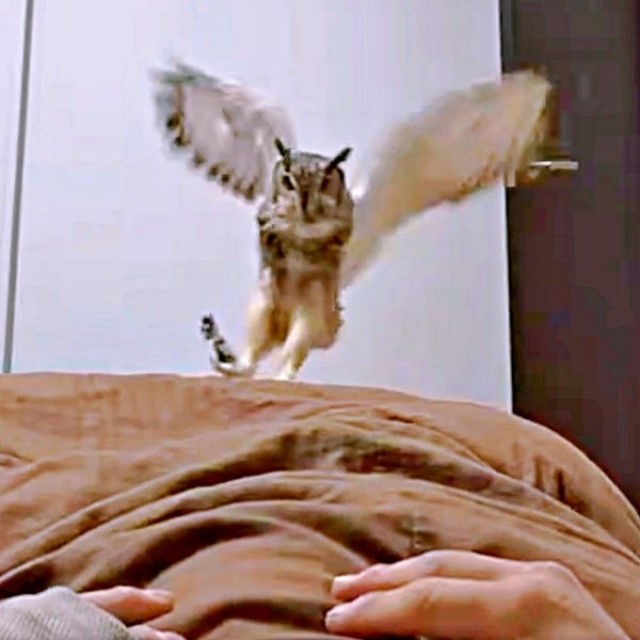 「大丈夫？」 いつもと違う飼い主さんの様子を察してやって来たアルマちゃん（画像提供：アルマ@ベンガルワシミミズクさん）