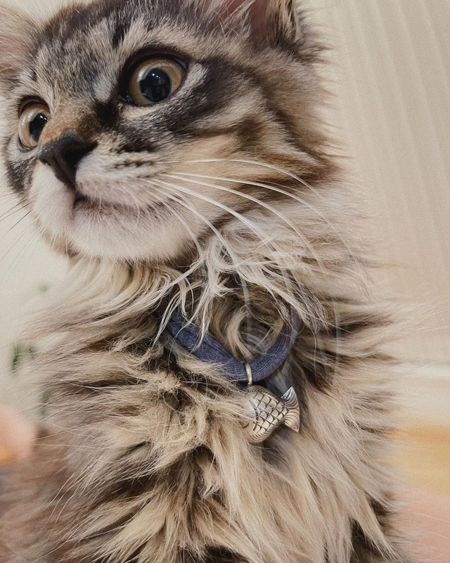 超絶に可愛いあめちゃん