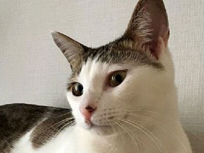 お兄さんに成長した小鉄くん