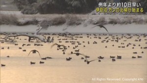 ガンの北帰行　例年より早く始まる　宮城・伊豆沼