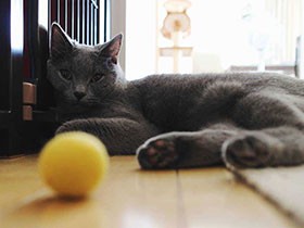 ボールのドリブル上手だよ　シャルトリューの「ＫＡＩ」