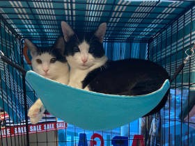 お店の天袋から落ちた子猫を保護　そこから始まった、猫素人から猫ベテランへの道