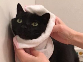 お風呂が大好きな猫　一緒に入ると、お礼の品が？！　