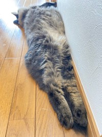 毎日暑いにゃあ＝なのぴこ@ちぇるしい（@ChelseaNanonano）さん提供