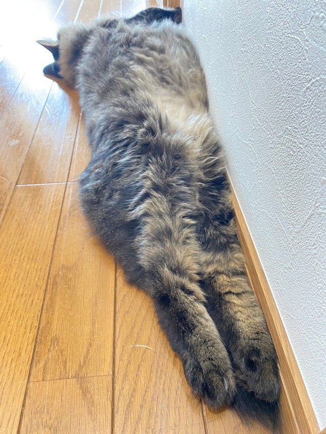 毎日暑いにゃあ＝なのぴこ@ちぇるしい（@ChelseaNanonano）さん提供