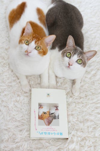 猫好きのみなさん、これを読んで、幸せになってくださいね