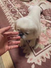 渋いお顔で飼い主さんの匂いをチェック中（提供：ボーノさん）