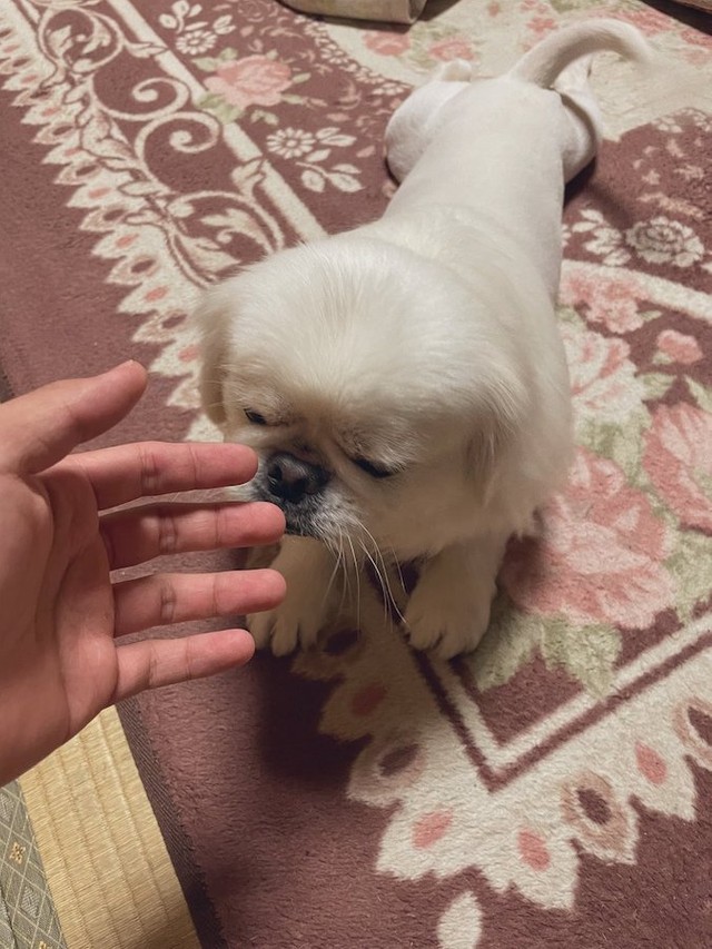 渋いお顔で飼い主さんの匂いをチェック中（提供：ボーノさん）