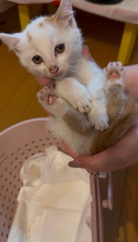 奥様に抱き上げられるロピア君（提供：よりパパさん）