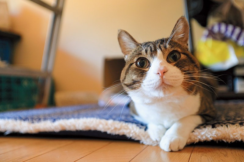 目が見えないケンちゃんのみ２階で過ごす。１度ぶつかったら感覚でわかるのか、階段もそーっとなら下りられるという