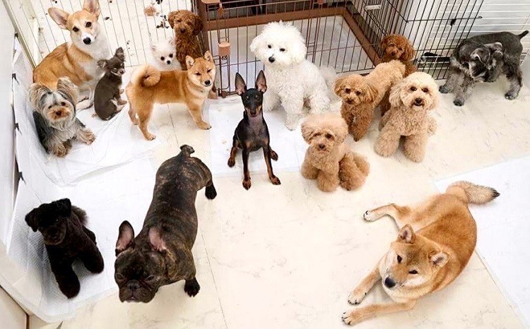 集合写真では常にセンターをキープ！のアイドルノイヤールくん（提供：ＵＧ）