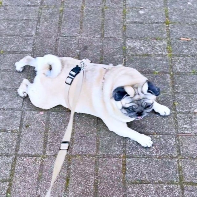 まるで匍匐前進！？ お腹をつけたまま動く横綱ちゃん（画像提供：よこむすびさん）