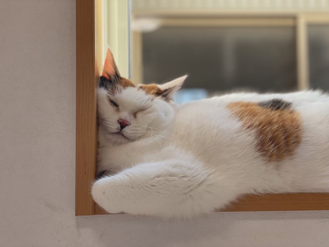 ミケちゃんは、キャットタワーの他の場所でもギュッとして寝ているという（提供写真）