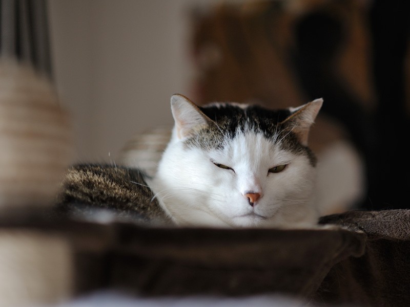 「大福です。黒と渡り合えるのは俺だけだろうな」（小林写函撮影）