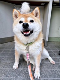 抜け毛を頭に積んでにっこりする、あんずちゃん（画像提供：すづきさん）