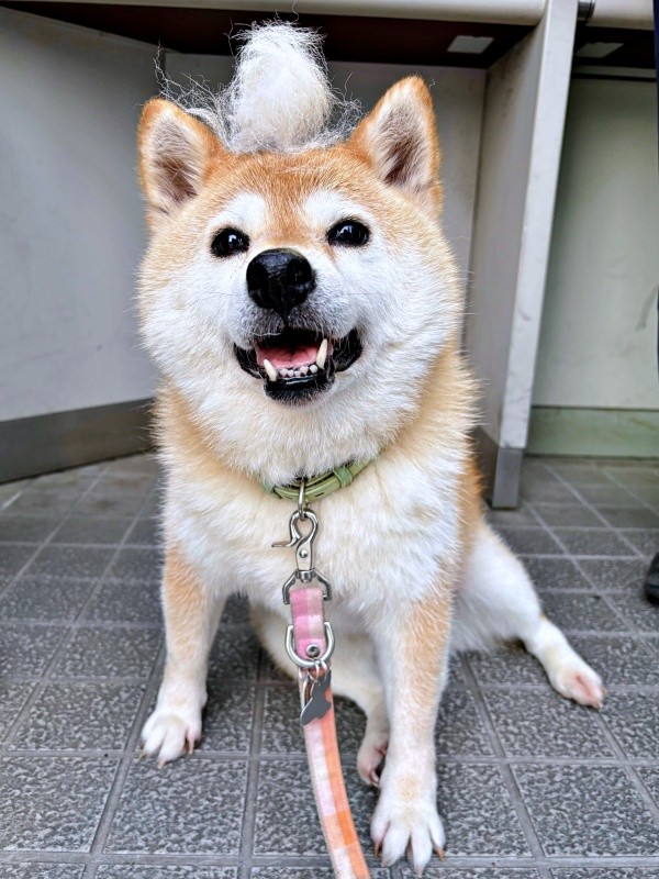 抜け毛を頭に積んでにっこりする、あんずちゃん（画像提供：すづきさん）