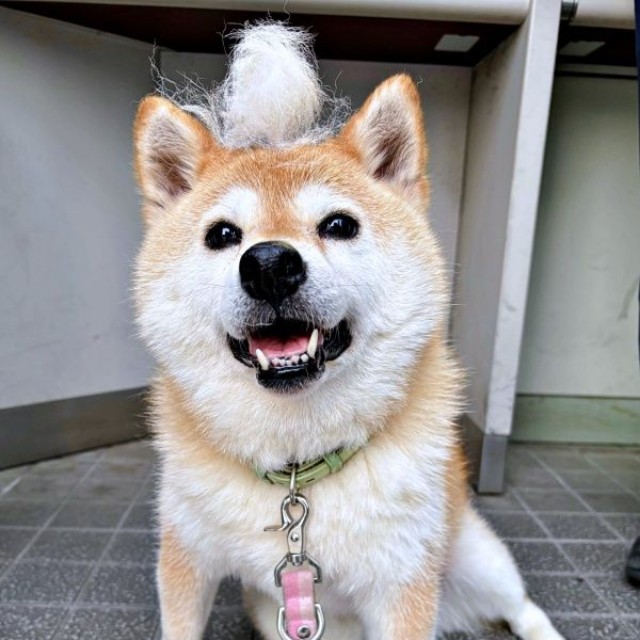 抜け毛を頭に積んでにっこりする、あんずちゃん（画像提供：すづきさん）
