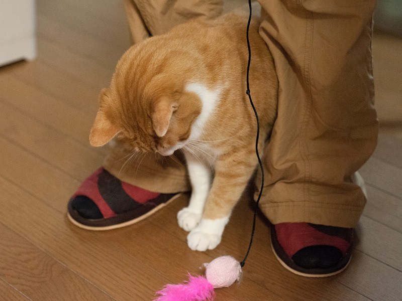 「君も疲れたのか」（小林写函撮影）