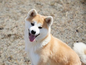 保護した秋田犬、次の飼い主へつなぐ　施設建設へネット募金　