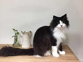 DIYしたテーブルと記念にパチリ　ノルウェージャン「オレオ」