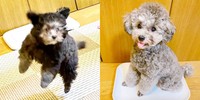 ベビ期と現在、別犬のように変わったエマちゃん（画像提供：エマです！さん）