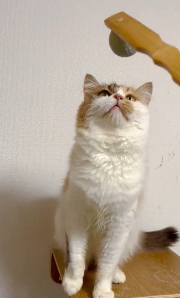 かわいい仕草に日々、癒しをもらっている