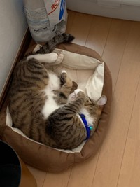 初めての家に来たのに全く物怖じせずに眠るラク