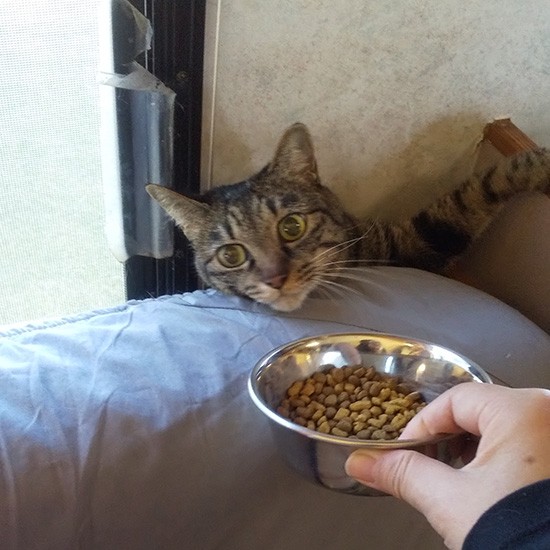 こちらは末娘のベル。ソファ下の「アジト」にいましたが、ドライフードのカラカラいう音に誘われて出てきました。「早くご飯にしてよ！」