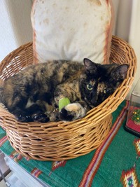 一番弱っていた時。腎臓のあたりを温めてあげた＝牧利江子@コミックエッセイストさん（@toriatamaxp）提供
