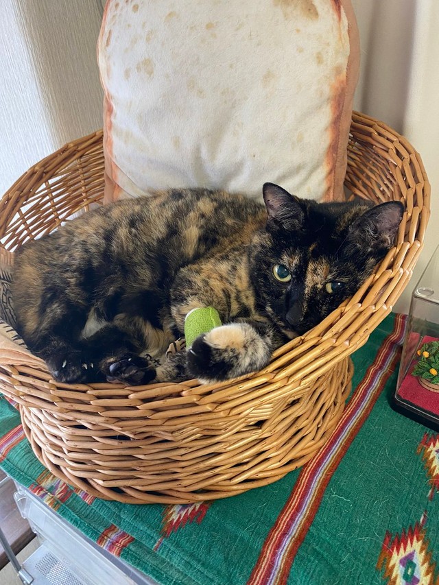 一番弱っていた時。腎臓のあたりを温めてあげた＝牧利江子@コミックエッセイストさん（@toriatamaxp）提供
