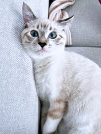 お迎えから2週間、安心した顔つきになったちくわくん（画像提供：やくまろさん）