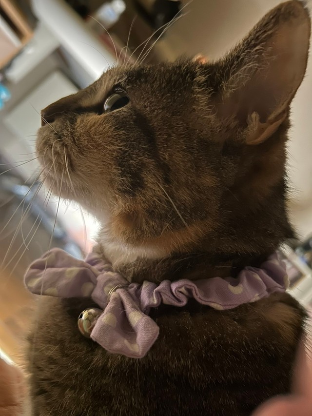 深夜のコンビニで出会った銀ちゃんは、うつ病だったゆこくまさんを救ってくれたという（ゆこくまさん提供）