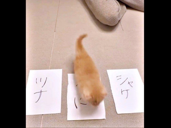 「うに」の紙の上を通り抜けたうにくん（画像提供：うにまるさん）