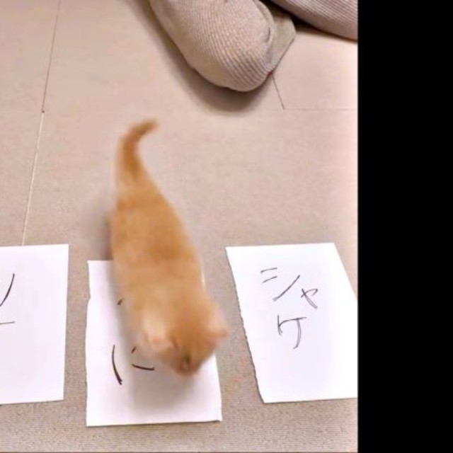「うに」の紙の上を通り抜けたうにくん（画像提供：うにまるさん）